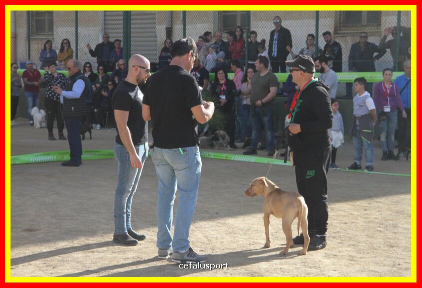 180311 mostra_canina 080.jpg